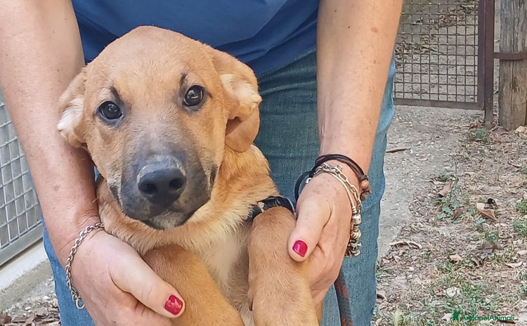 Meticcio cani a Città metropolitana di Roma Capitale - Annuncio 6