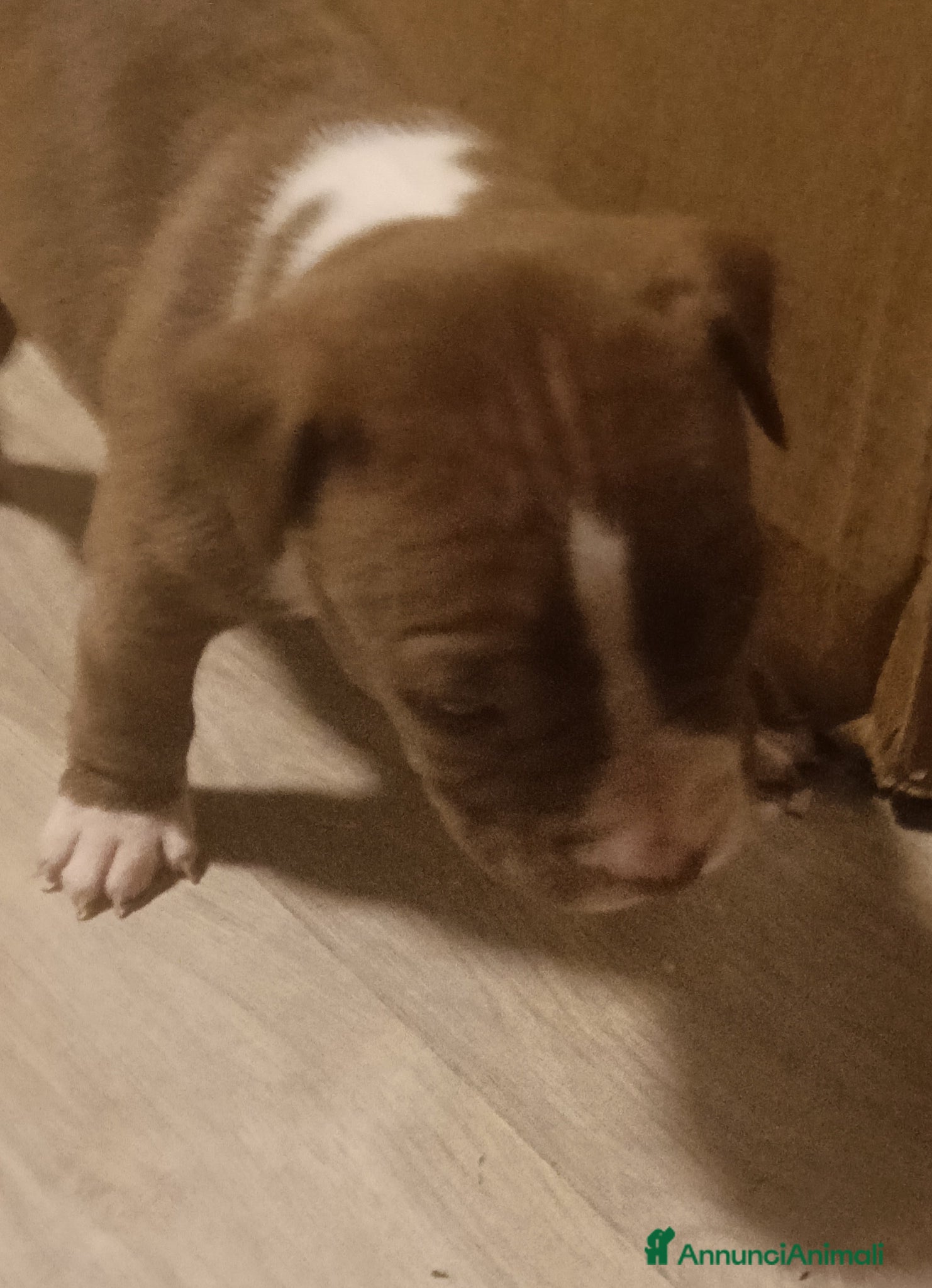 Pitbull cani Cuccioli american Pitbull terrier  - Annuncio 1