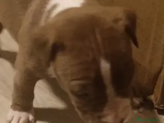 Pitbull cani Cuccioli american Pitbull terrier - Annuncio 8