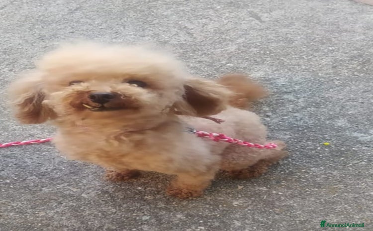 Barboncino Toy cani a Città Metropolitana di Firenze - Annuncio 11