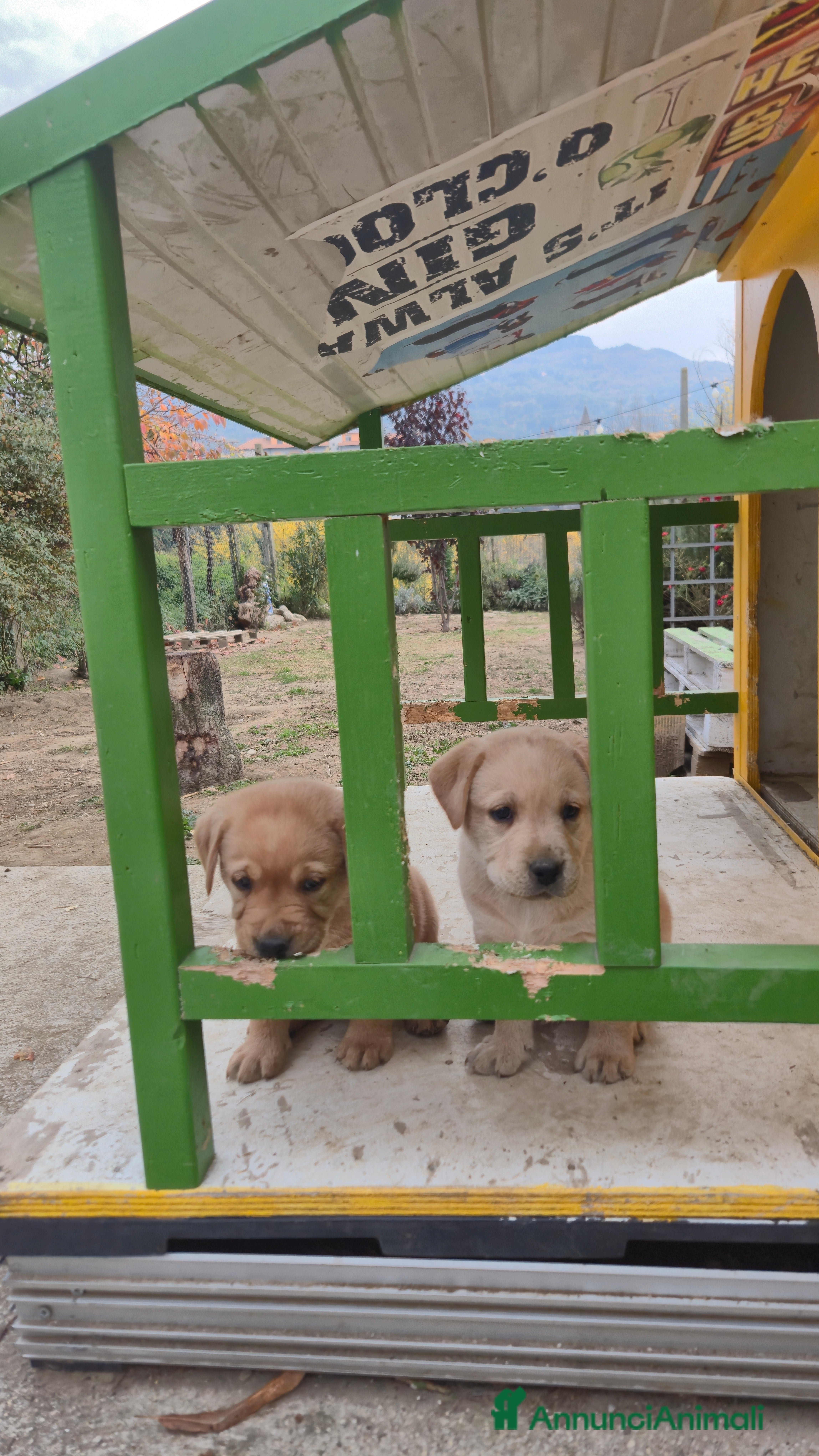Labrador cani CUCCIOLI DI LABRADOR - Annuncio 5