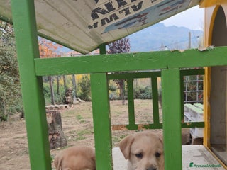 Labrador cani CUCCIOLI DI LABRADOR - Annuncio 27