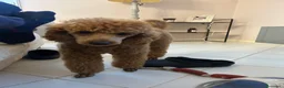 Barboncino cani in vendita: Barboncino nano di due anni - Annuncio 3