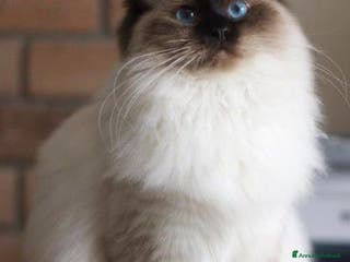 Ragdoll gatti Bellissimo ragdoll per monta - Annuncio 5