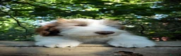 Bearded Collie cani in vendita: Bearded Collie cuccioli  - Annuncio 3