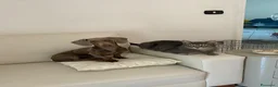 Bassotto Nano cani per accoppiamento: Spillo, disponibile per monta.  - Annuncio 10