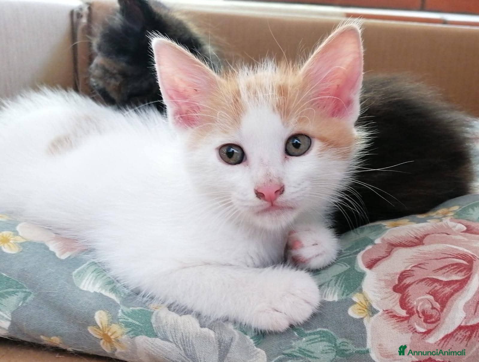 Meticcio gatti Gattine dolcissime in cerca di casa  a Città metropolitana di Milano - Annuncio 18