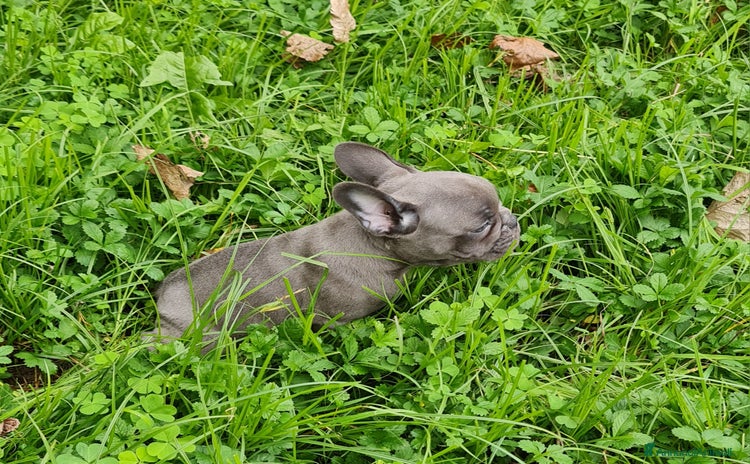 Bulldog Francese cani a Pinerolo - Annuncio 3