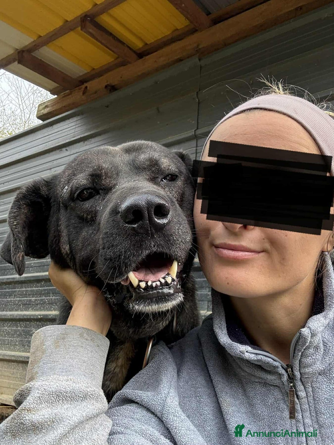 Meticcio cani in regalo: HERCULES, molosso dalla bontà unica! - Annuncio 8