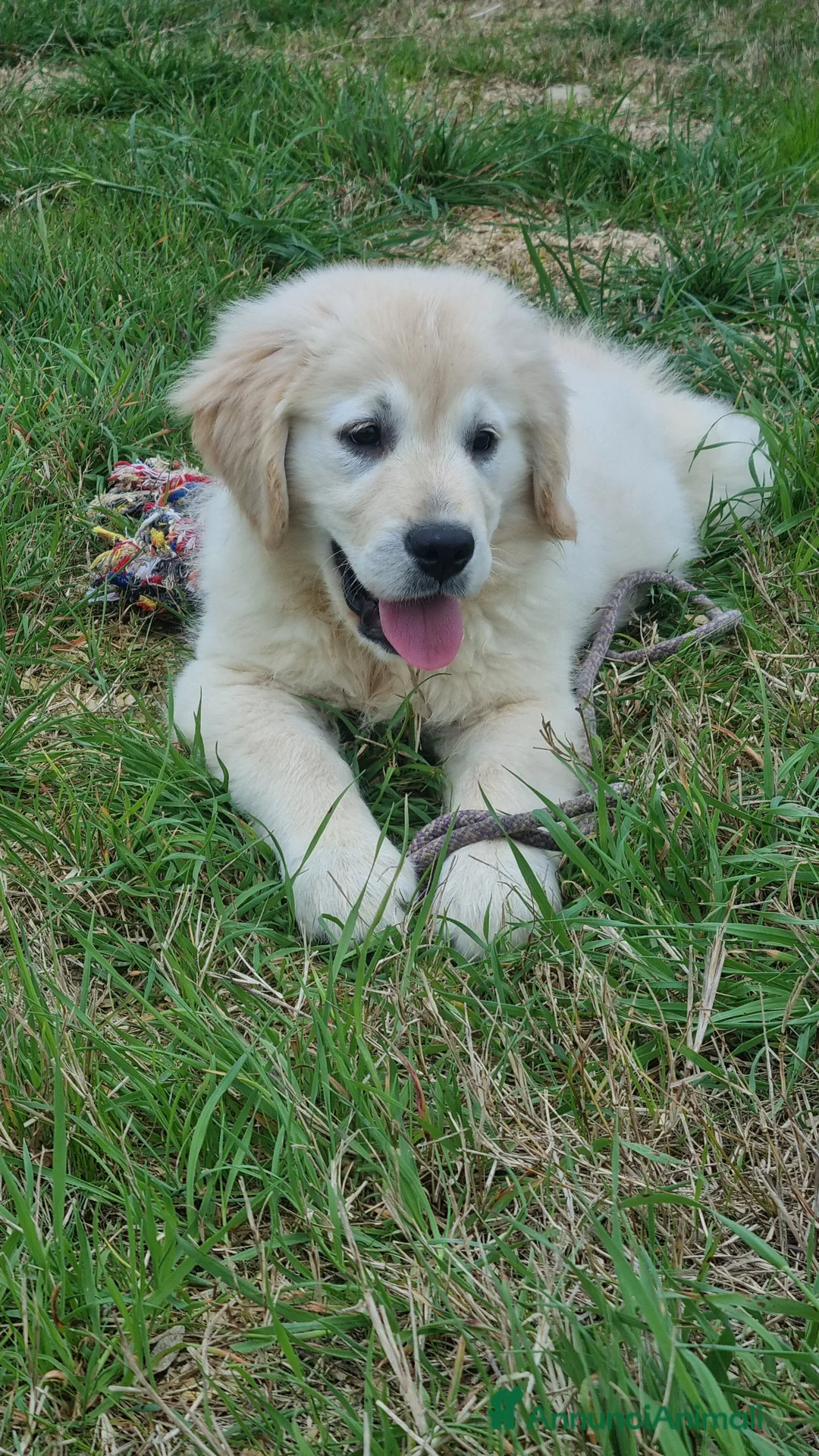 Golden Retriever cani in vendita: cucciolo golden retrievet - Annuncio 1