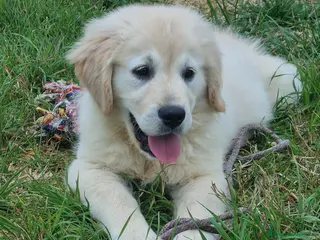 Golden Retriever cani cucciolo golden retrievet - Annuncio 21