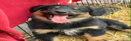 Meticcio cani in regalo: 4 SPLENDIDI CUCCIOLI cercano casa! Super coccoloni - Annuncio 14