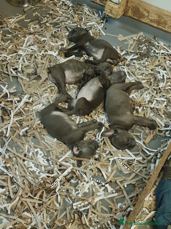 Bulldog Francese cani a Pinerolo - Annuncio 10