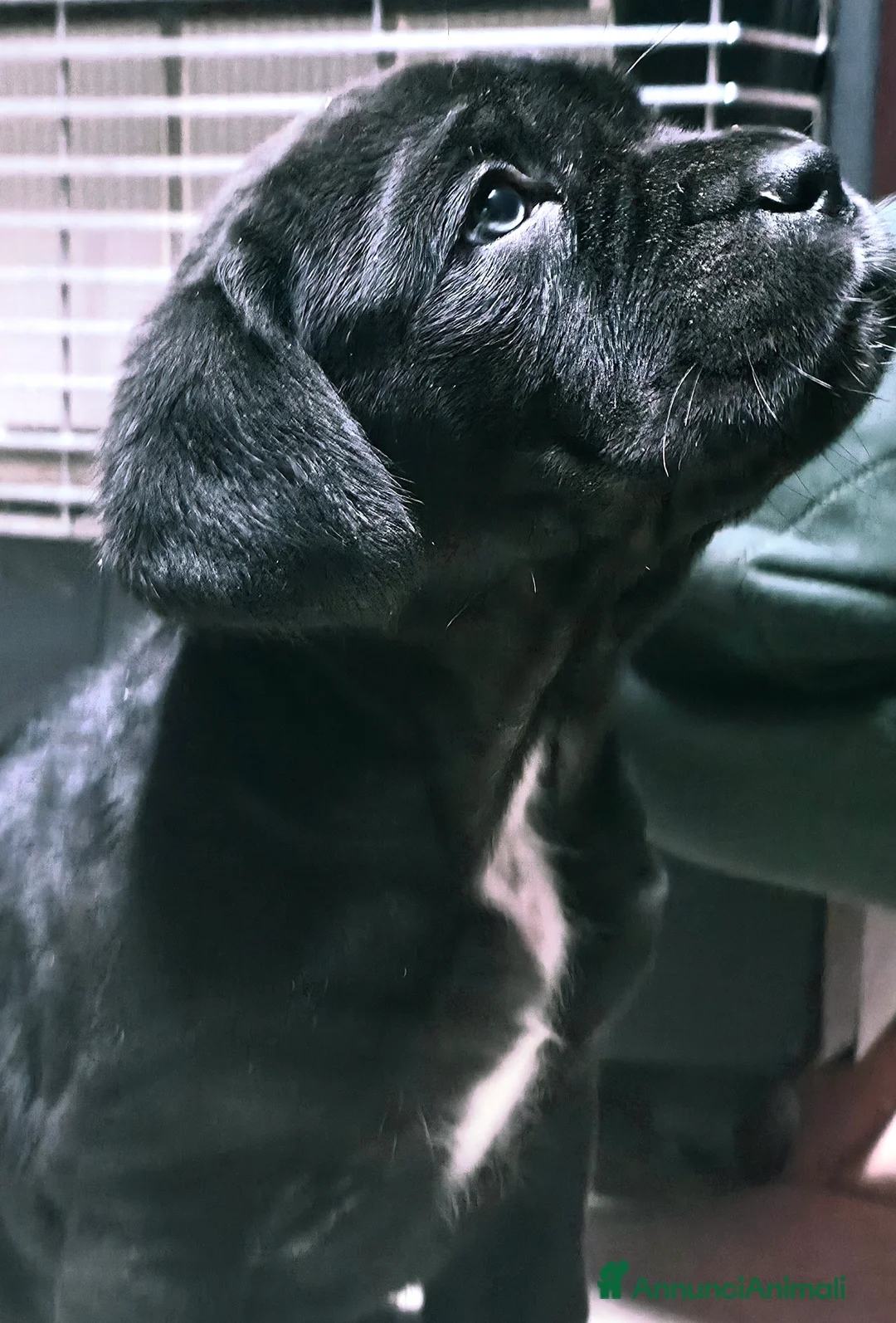 Mastino Napoletano cani in vendita: Cuccioli di Mastino Napoletano - Annuncio 18