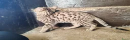 Bengala gatti in vendita: Gatto del Bengala cuccioli  - Annuncio 11