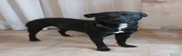 Meticcio cani in regalo: TYSON buonissimo ed educato a Città metropolitana di Milano - Annuncio 4
