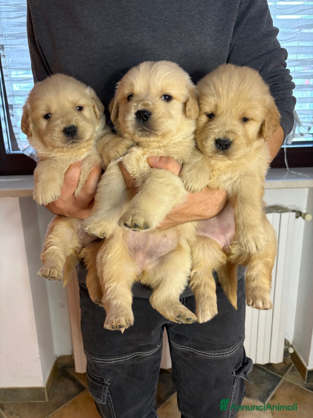 Golden Retriever cani in vendita: Golden retriever  - Annuncio 6