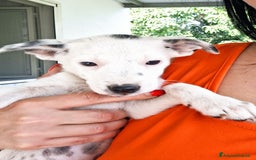 Altre razze cani in regalo: Cuccioli cercano casa  - Immagine 2