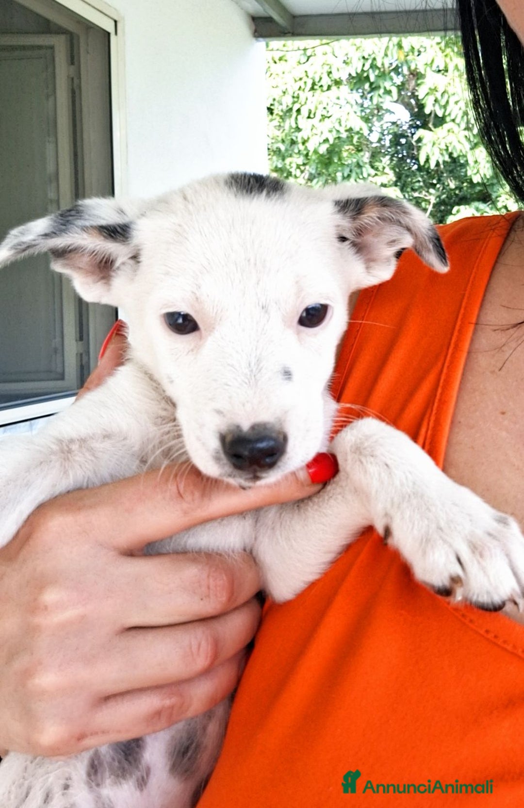 Altre razze cani in regalo: Cuccioli cercano casa  - Immagine 2