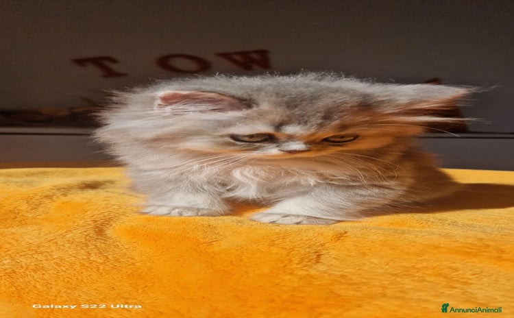 Scottish gatti - Annuncio 5