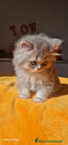 Scottish gatti Scottish Straight - Annuncio 5