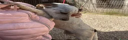 Meticcio cani in regalo: LA DOLCISSIMA S a Provincia di Frosinone - Annuncio 10
