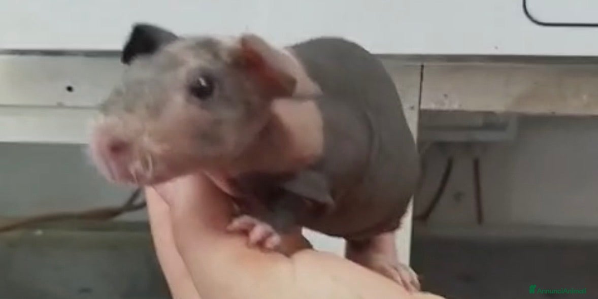 Meticcio cani Cavia peruviana skinny  - Annuncio 15