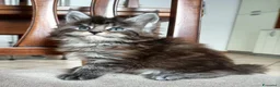 Maine Coon gatti in vendita: Maine coon - Annuncio 9