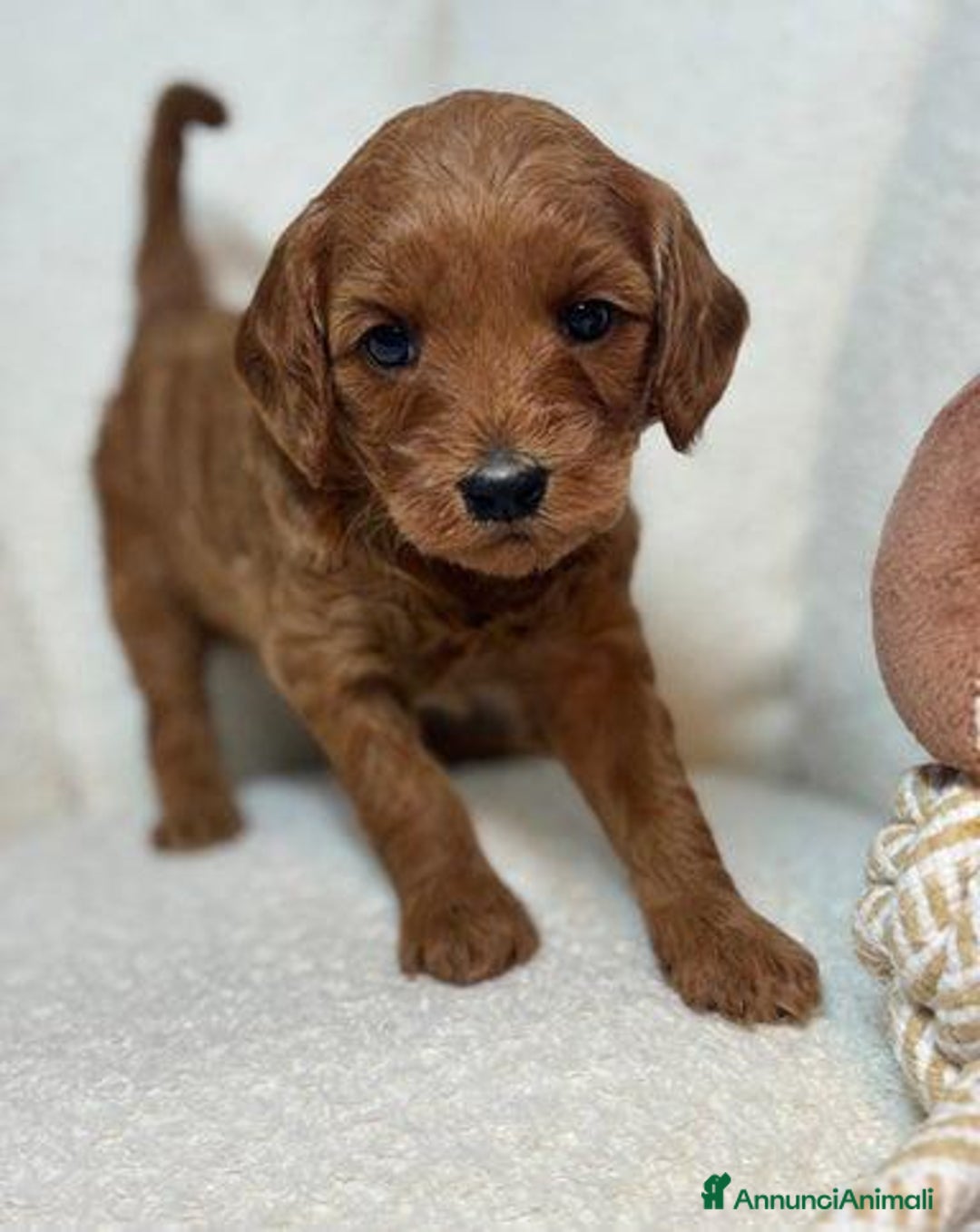 Meticcio cani in vendita: Cuccioli di Mini Goldendoodle F1BB - Annuncio 23