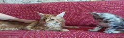 Maine Coon gatti in vendita: Maine coon femmina  - Annuncio 1