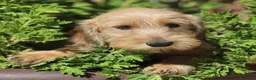 Bassotto cani in vendita: Bassotto pelo duro nano colore foglia secca  - Annuncio 6