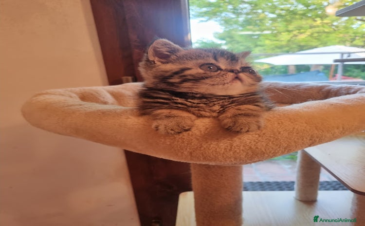 Exotic Shorthair gatti a Provincia di Pisa - Annuncio 3