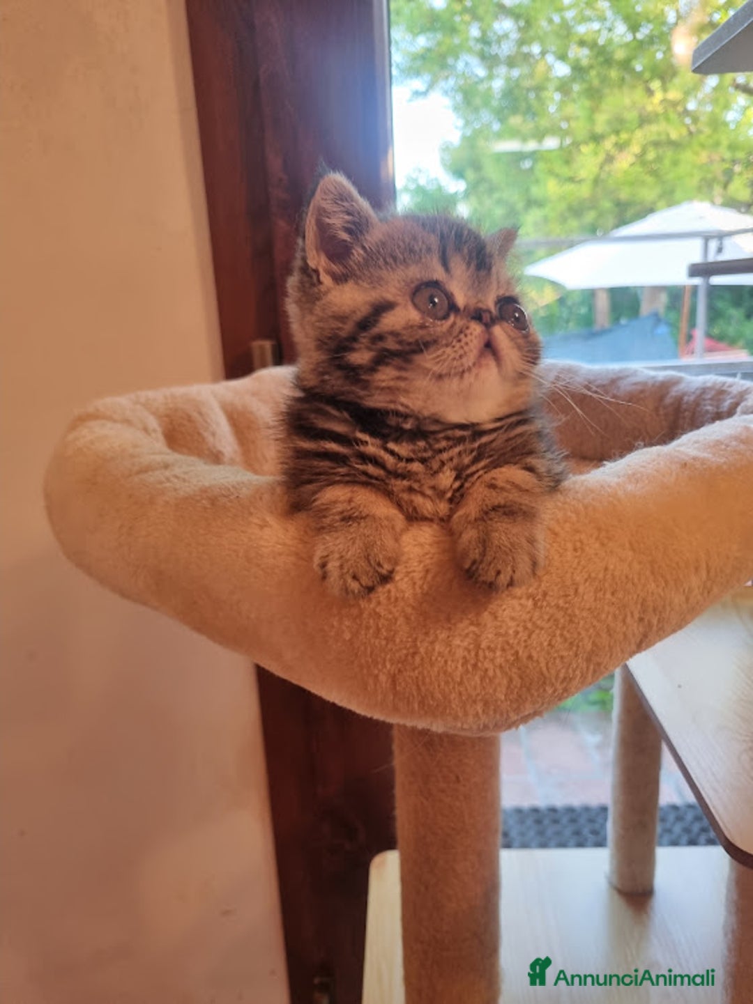 Exotic Shorthair gatti in vendita: In cerca di amore a Provincia di Pisa - Immagine 1