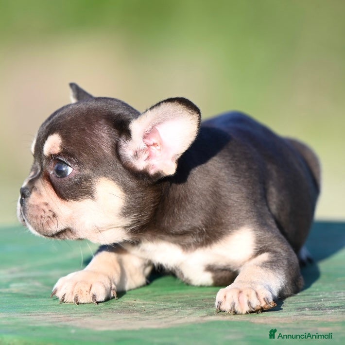 Bulldog Francese cani Ultimo cucciolo di bulldog francese - Annuncio 1