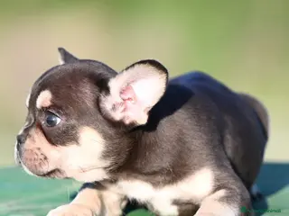 Bulldog Francese cani Ultimo cucciolo di bulldog francese - Annuncio 1