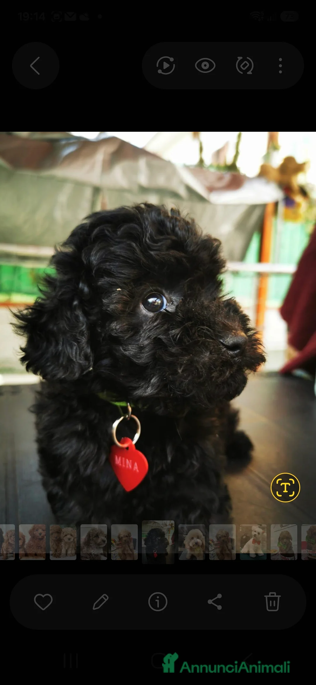 Barboncino cani in vendita: Barboncino mini toy - Annuncio 2
