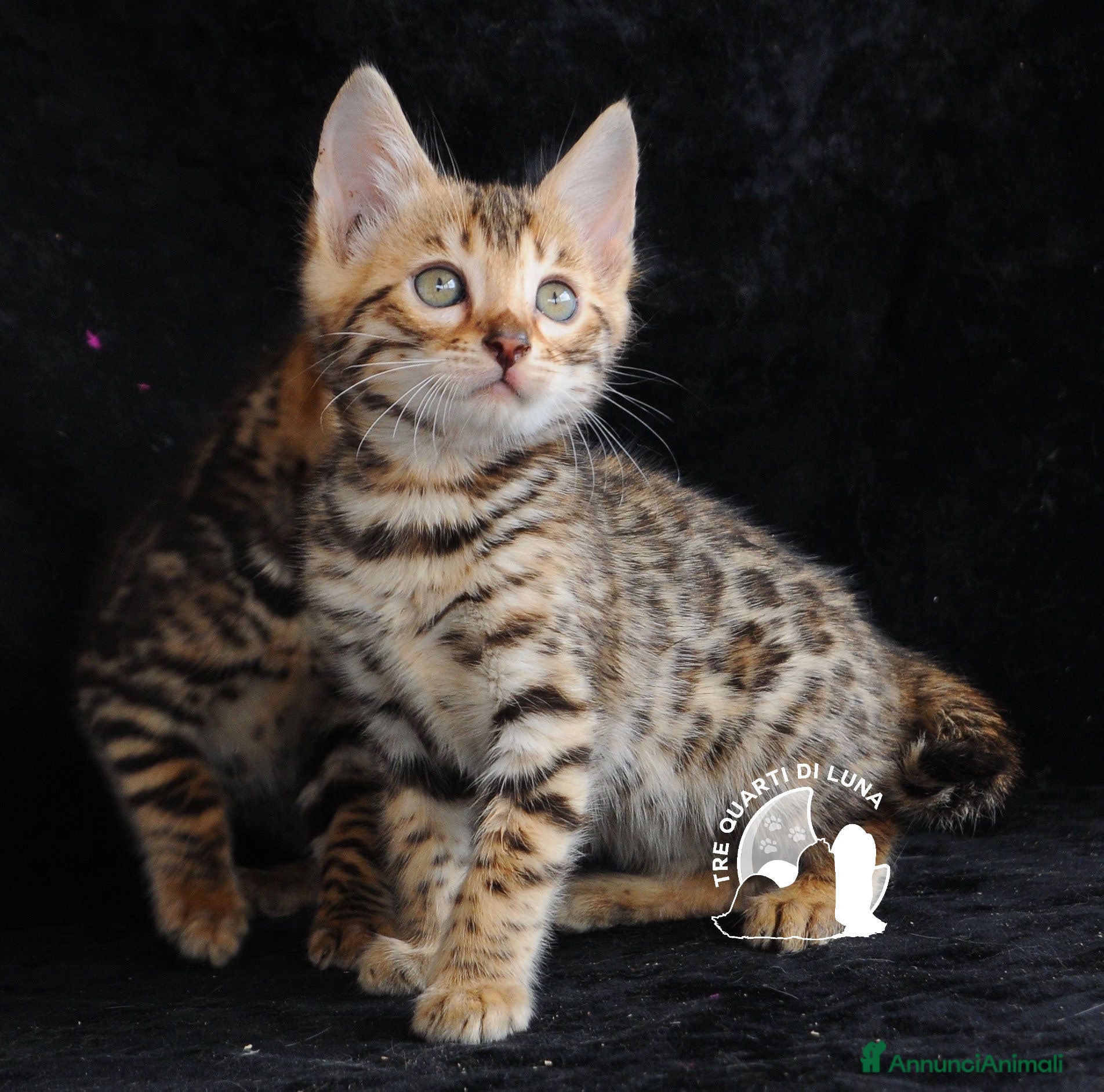 Bengala gatti Cuccioli Bengala – Il Fascino della Natura  - Annuncio 17