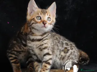 Bengala gatti Cuccioli Bengala – Il Fascino della Natura - Annuncio 17