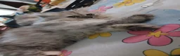 Persiano gatti in vendita: Gattini  - Annuncio 3