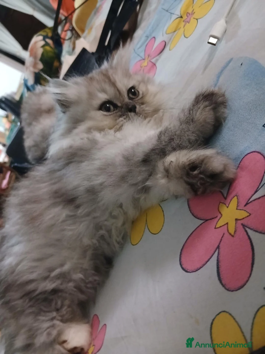 Persiano gatti in vendita: Gattini  - Annuncio 3