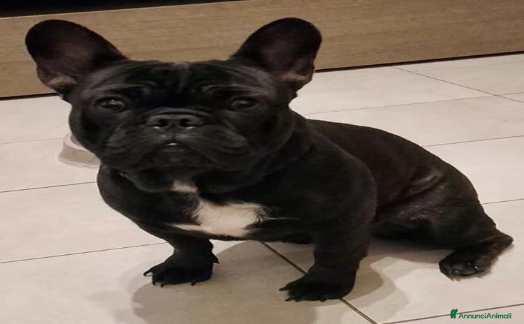 Bulldog Francese cani a Provincia di Pesaro e Urbino - Annuncio 1