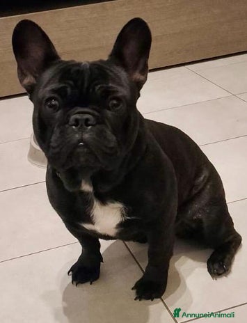 Bulldog Francese cani a Provincia di Pesaro e Urbino - Annuncio 14
