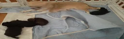 Chihuahua cani in vendita: 2 chihuahua maschi e 2 femmine pedigree enci  - Annuncio 1