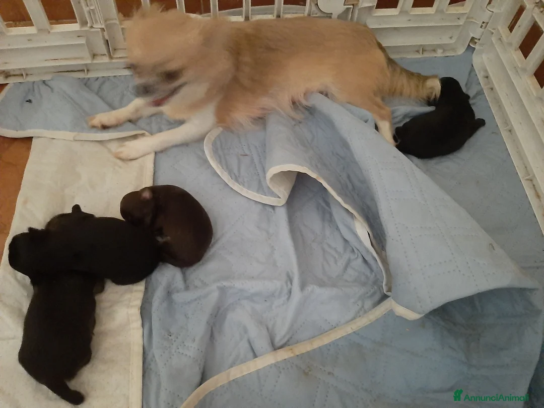 Chihuahua cani in vendita: 2 chihuahua maschi e 2 femmine pedigree enci  - Annuncio 1