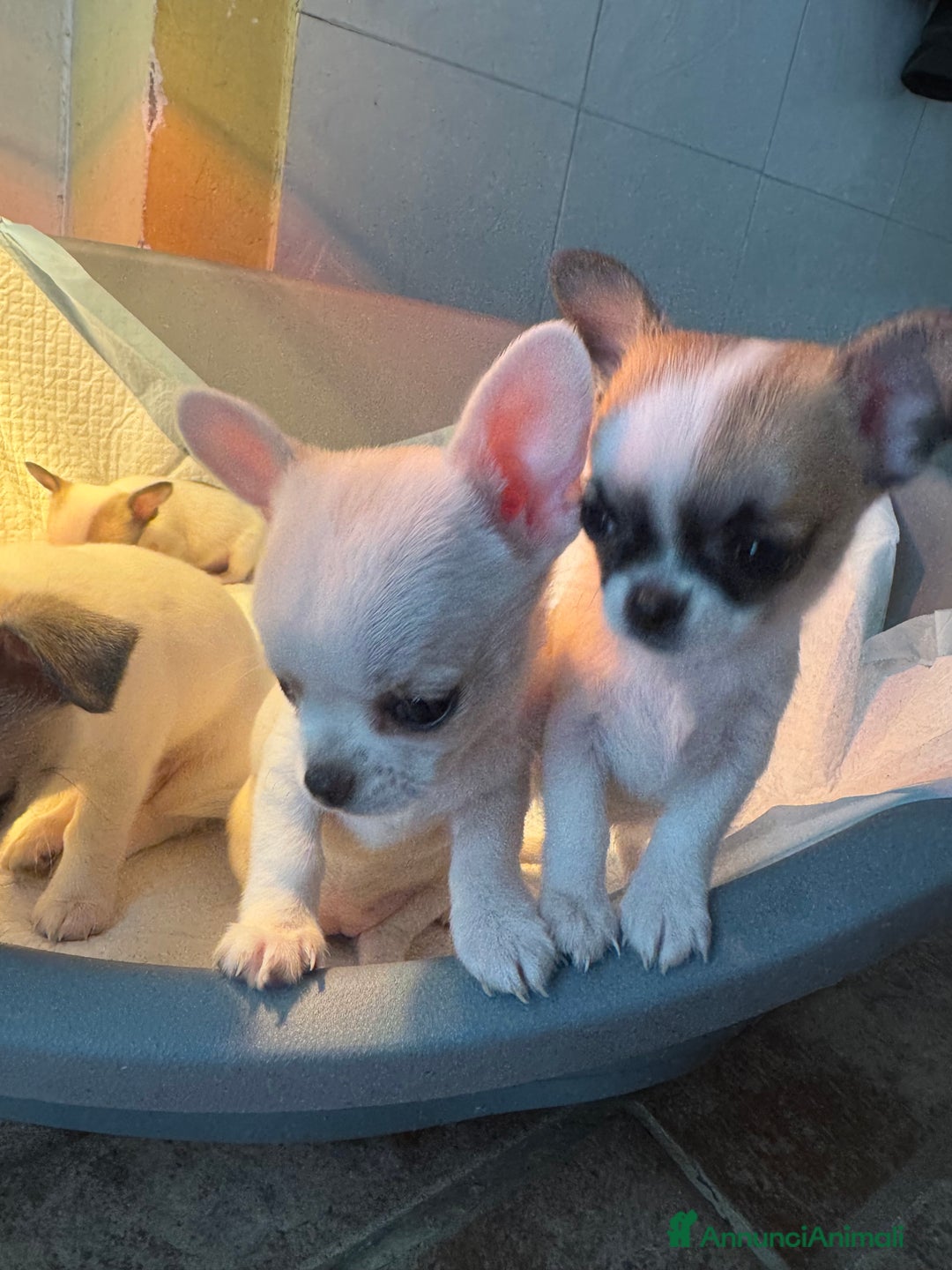 Chihuahua cani in vendita: Cucciole di chihuahua - Annuncio 11