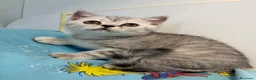 Scottish gatti in vendita: Cucciolo di Scottish straight  - Annuncio 5