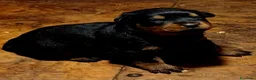 Rottweiler cani in vendita: Cuccioli rottweiler  - Annuncio 5