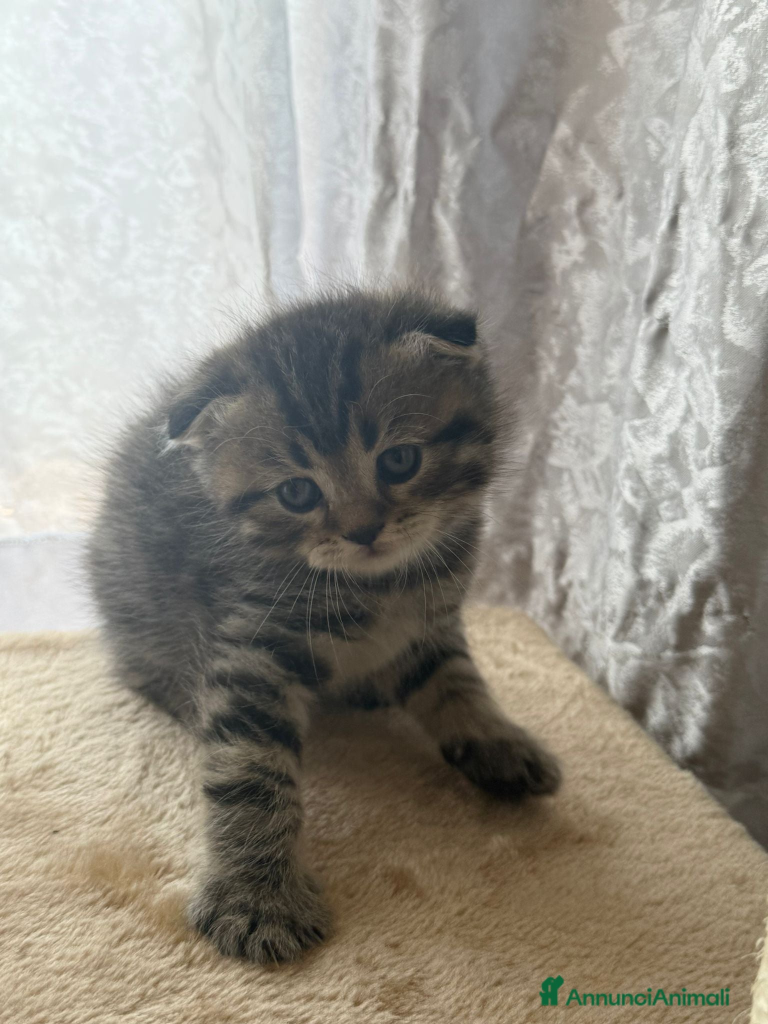 British gatti British shorthair  - Annuncio 3