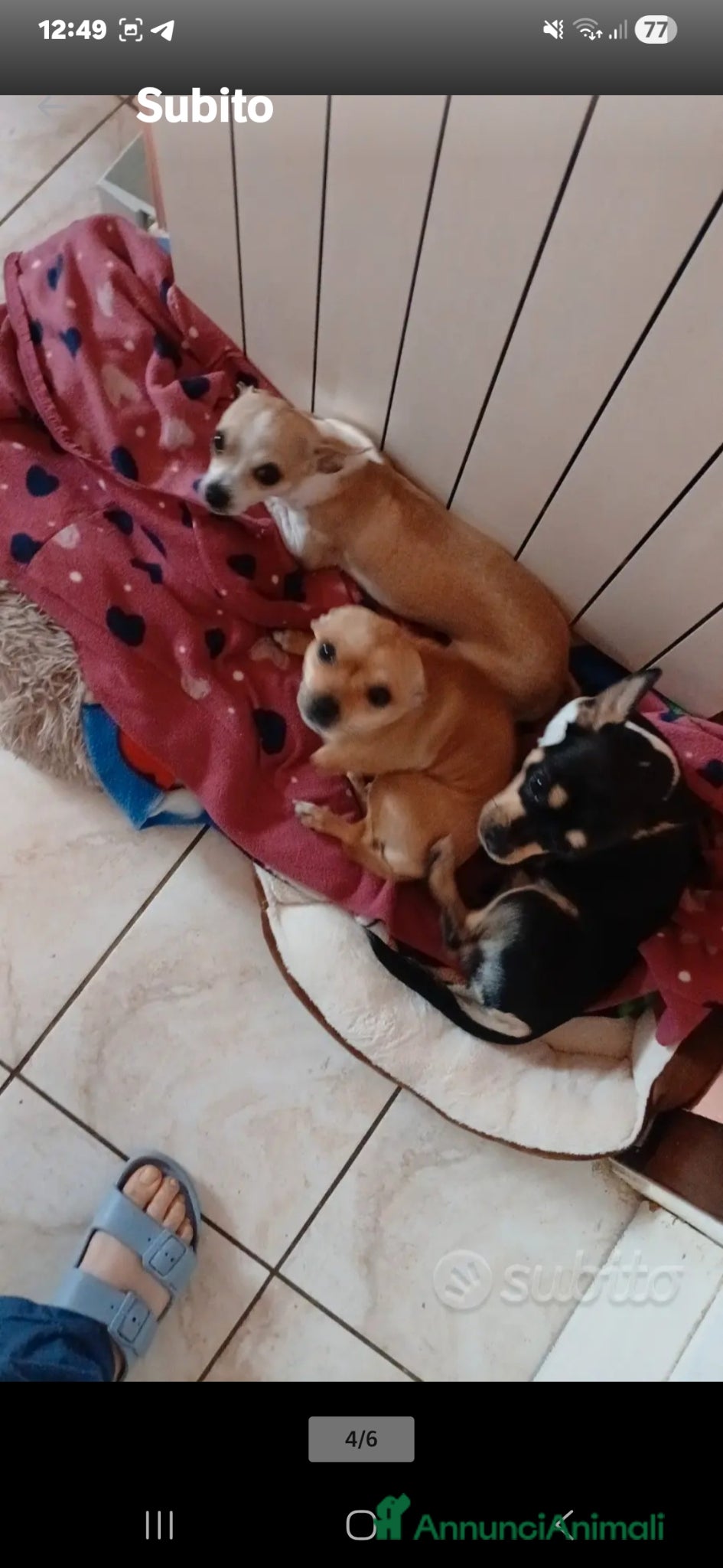 Chihuahua cani Chihuahua bellissimi e dolcissimi - Annuncio 30