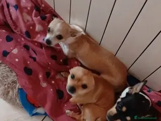 Chihuahua cani Chihuahua bellissimi e dolcissimi - Annuncio 30